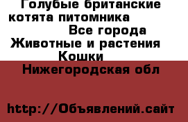 Голубые британские котята питомника Silvery Snow. - Все города Животные и растения » Кошки   . Нижегородская обл.